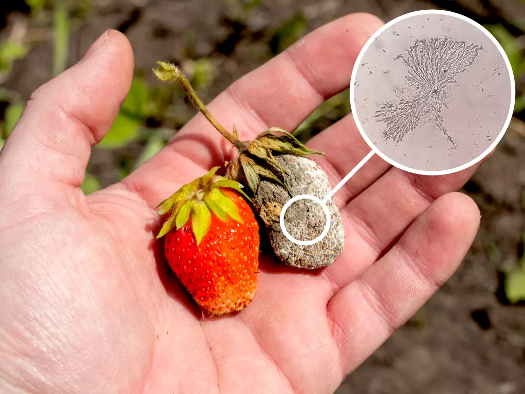 A hand holding a strawberry with no mold and one infected with white mold. (Sclerotinia Sclerotiorum)