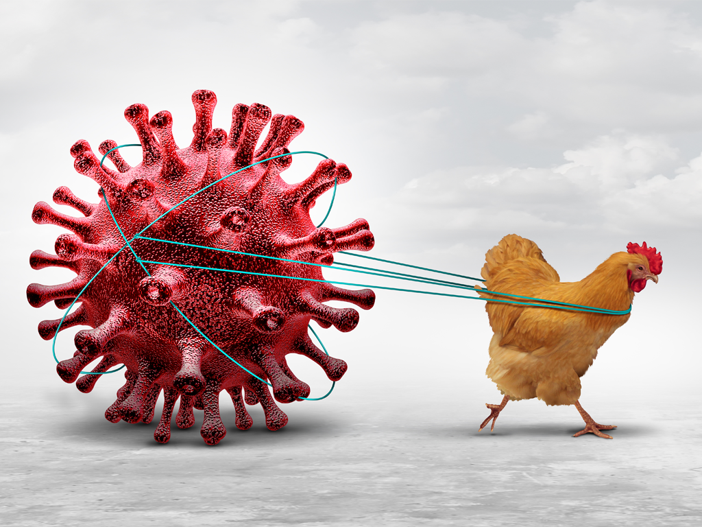 A chicken pulling a red virus, symbolizing bird flu.