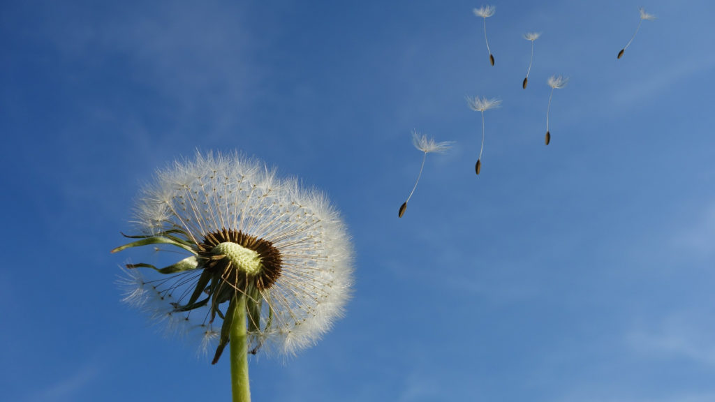 Dandelion seeds float away in sky, an air purifier buying guide helps you decide if you need one for this type of allergen