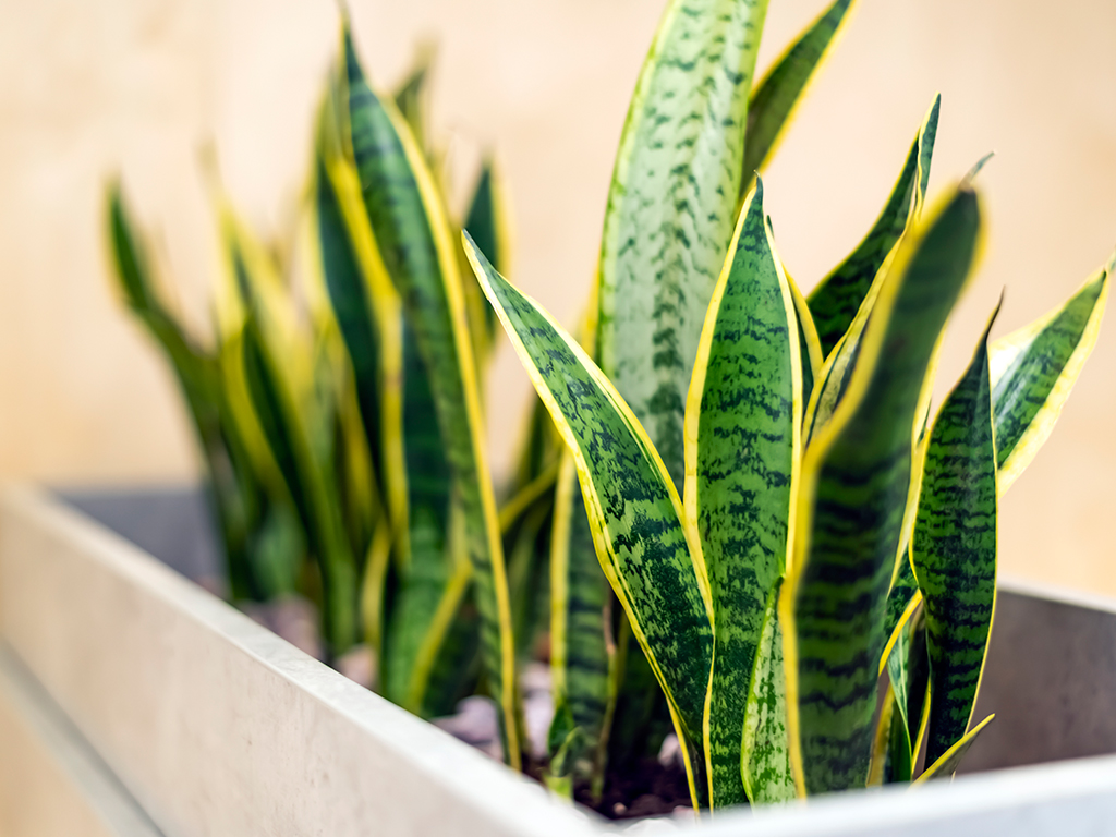 Pictured is a Mother-In-Law’s Tounge plant, or known also as a snake plant, is often a choice to purify indoor air instead of using an air purifier.