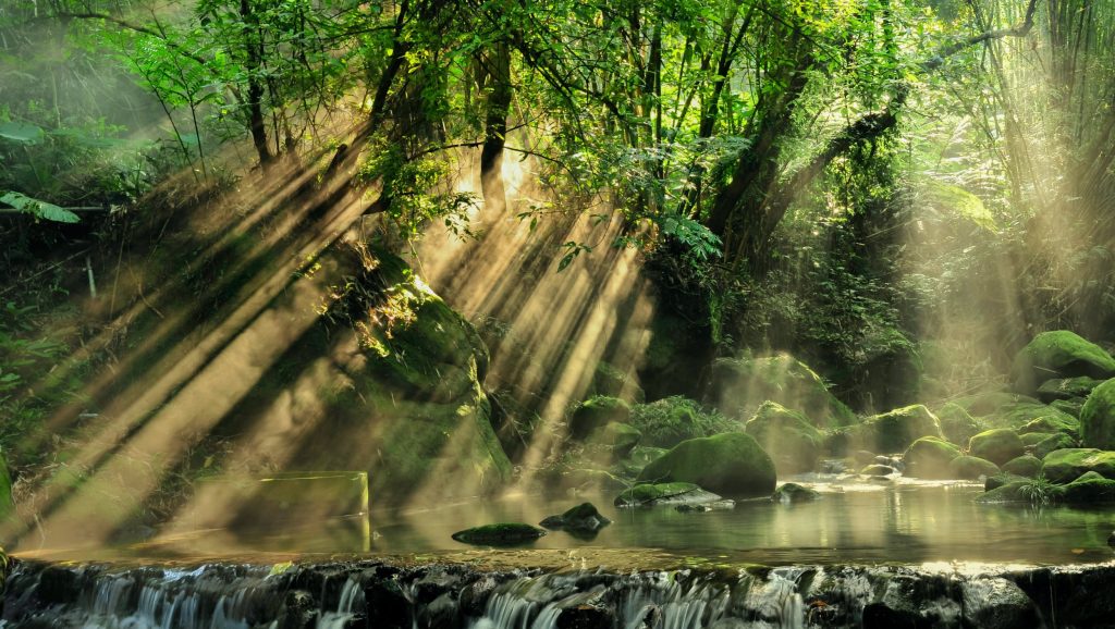 Sun shining through a densely packed forest with a river and rocks in center creating a waterfall.